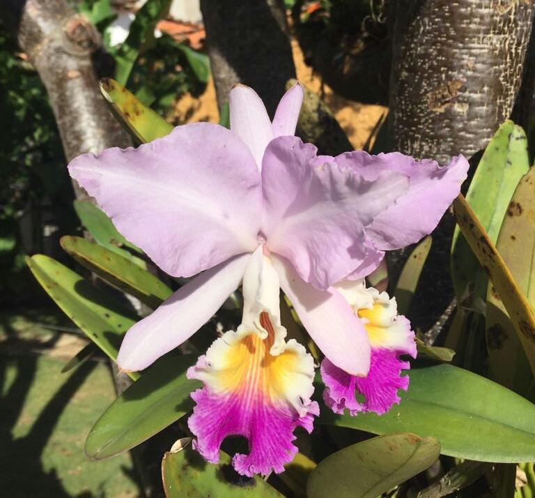 Hotel Casa Palosanto サパトカ エクステリア 写真